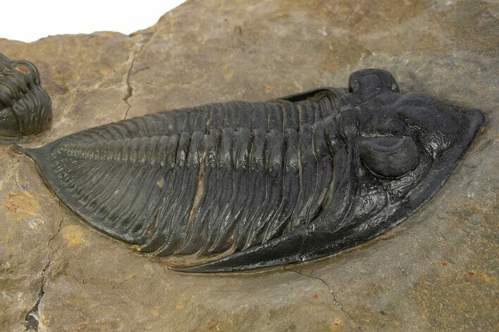 Zlichovaspis Trilobite With Enrolled Reedops - Atchana, Morocco #334906